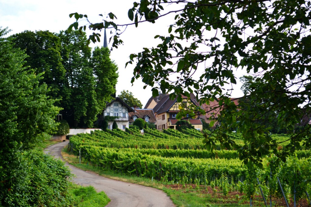 Αλσατία, ο δρόμος του κρασιού (Route de vine d’ Alsace). Mittelbergheim