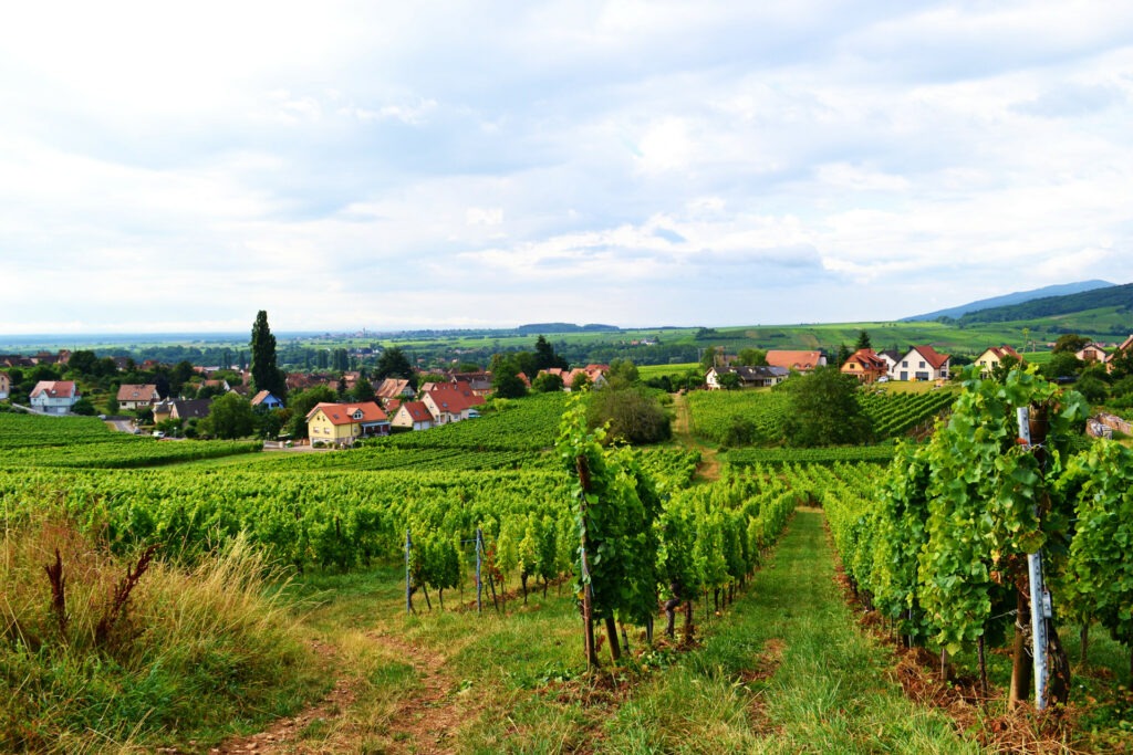 Αλσατία, ο δρόμος του κρασιού (Route de vine d’ Alsace)
