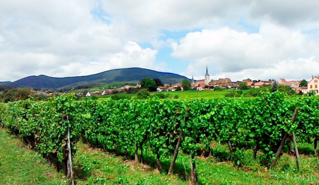 Αλσατία, ο δρόμος του κρασιού (Route de vine d’ Alsace)