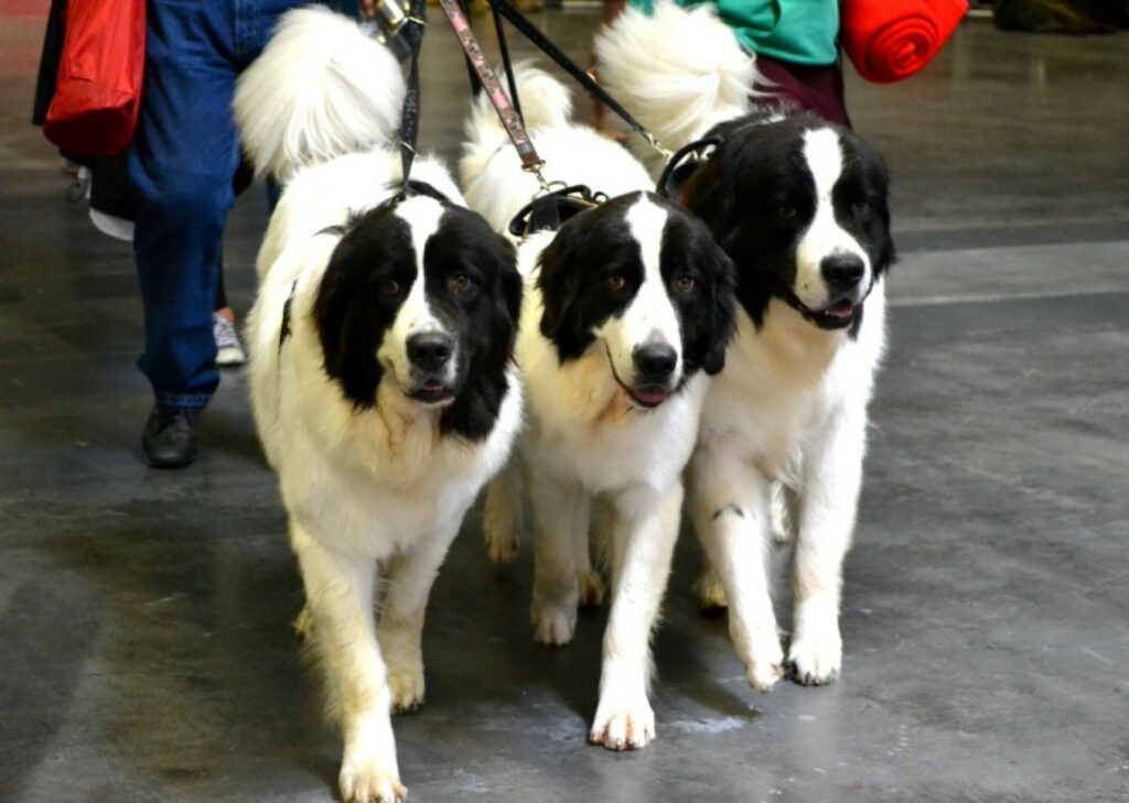 Διεθνές Φεστιβάλ σκύλων στο Ίνσμπρουκ